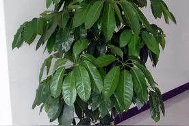 八方来财招财树，如何养护才能枝繁叶茂，和我一起学养护图片