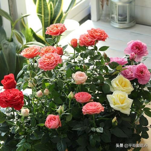 想要月季枝叶茂、开花艳，盆里用上“2种料”，效果非常好