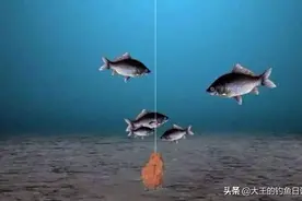 辟谣：水底浆层影响鱼找饵？错！浆层并不影响，没口另有原因图片