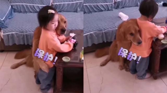 小主人被骂,“暖男金毛”霸气护娃帅翻网友:怕不是成精了