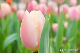 注意这几个原因，郁金香种球不再腐烂图片