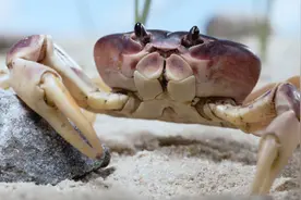 螃蟹断了腿，居然还能长出来，长见识了！视频封面