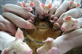 冷知识：喝牛奶喝羊奶为什么没人喝猪奶？涨知识了图片