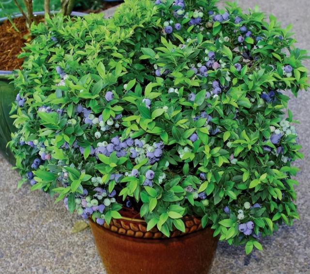 在阳台种这9种水果，结果又快又多，随吃随摘，新鲜、健康又省钱