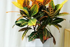 8种花“毒性大”，影响睡眠“不健康”，赶紧搬到外面去图片