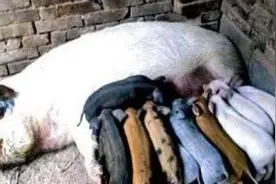 山区一农家家中无公猪，母猪却意外怀孕，看到下的猪崽后主人笑了图片