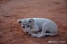 中国公司为什么在安哥拉养狗？是为了吃肉还是看家护院？图片