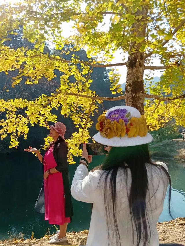 秋风吻尽银杏叶，艳遇醉美帽子峰