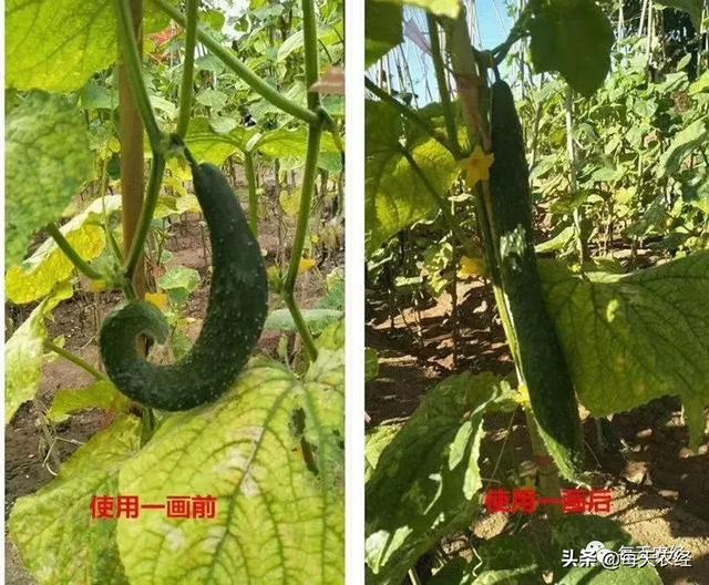 新型一画有机氮肥横空出世，效果吊打传统尿素