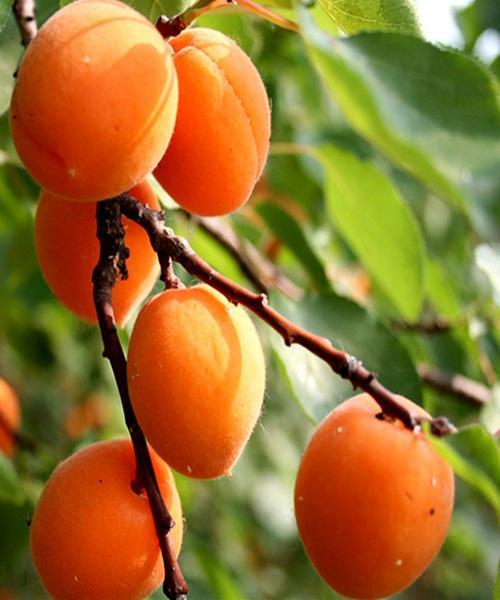 清华学霸理综292分，他说学好理综只需要记这些口诀！