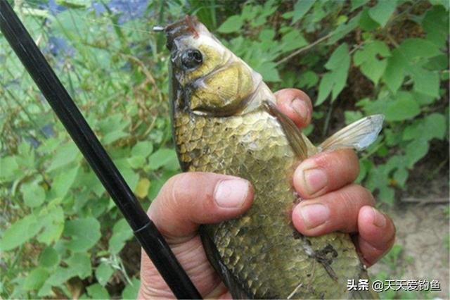 朝天钩的绑法和调漂技巧，春季野钓大板鲫，效果不要太好