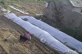 清明节到来，红薯育苗正当时，一姐教你简单的红薯育苗方法图片