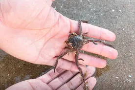 赶海发现这种螃蟹，不仅长相特别，背上还有四条腿！