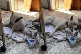 一觉醒来，竟然被结扎了！狗狗绝望用头撞地，生无可恋图片