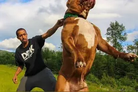 “超危险”的7种狗，看到快点逃，保命要紧图片