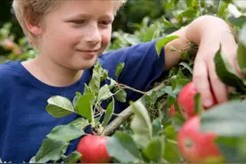 十七种可盆栽果树！记住它们，打造您的私家美味小果园图片