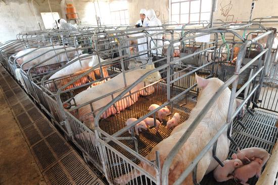 为什么限制性氨基酸会限制猪的生长？