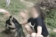 让人愤怒！游客死死按住孔雀合影，还抓扯尾羽！孔雀惨叫连连图片