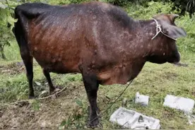 川琦技术老师带你了解牛结节病，教你如何防治牛结节病图片