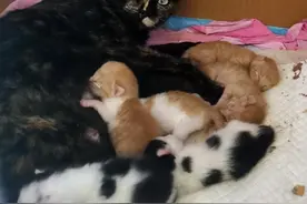 愿望后续——暖！已有7只猫猫找到新家图片