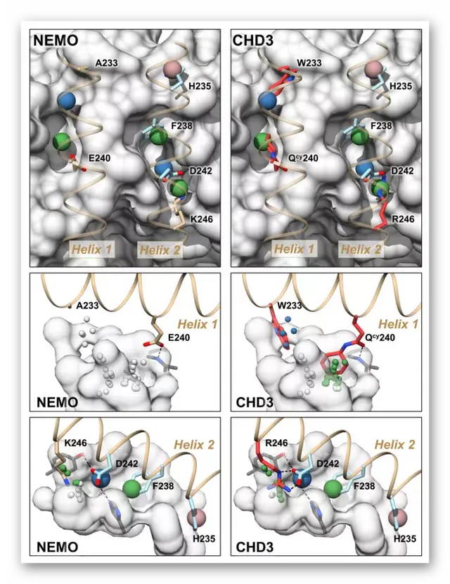 NC丨理性设计抗卡波氏肉瘤vFLIP-NEMO蛋白-蛋白相互作用抑制剂
