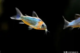 水族馆的新宠，各大水系的新灾难，又一种南美鱼大量入侵各大江河图片