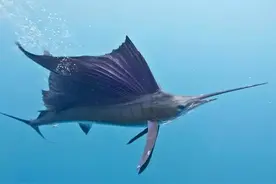 速度极快，顶级猎手，轻轻松松刺穿潜艇，是当之无愧的海洋霸主图片