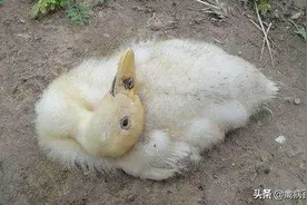 禽病百科：要想鸭鹅养的好，将军不能少，一方在手，养殖无忧图片