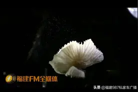 夏季频发！热搜不断！一起来看看这些致命又神秘的“小精灵”图片