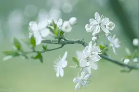 这些随处可见的花竟然也能入药，花类药材大总结，你值得收藏图片