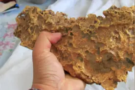 新疆牧民捡到16斤狗头金，有人出价300万他却不卖，有什么价值？图片