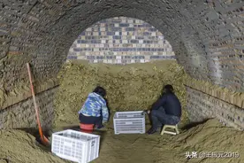 生姜收获下了姜窖，还有2道危险关，闯不过去会让你一年白忙图片