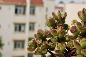 多肉植物熊童子（红爪子），秋冬该怎么养好？驾驭5点解决难题图片