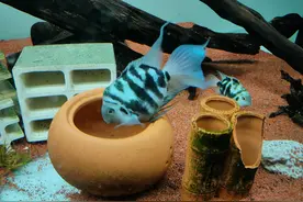 迷你鹦鹉产卵后需要注意什么图片