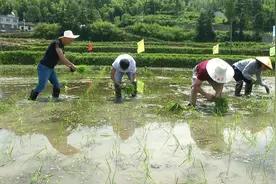 桐城市唐湾镇：举办第五届插秧节 传承农耕文化图片