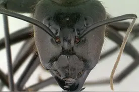 50只活体！广州查获2批巨人恐蚁，世界最大蚂蚁之一，有多可怕？图片