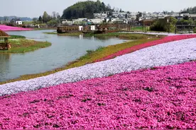【“疫”后花开迈向诗和远方】旧州古镇•山里江南 花开烂漫图片