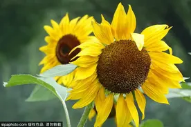 北京城区最大的向日葵花田正在盛放期，还免费，周末去刚刚好！图片