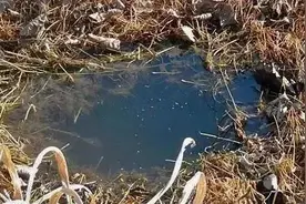 鲫鱼的垂钓--冬季人工造窝钓鲫鱼图片