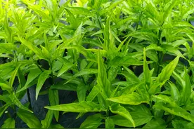 “延续生命的救命草”-植物非试管高效快繁技术忧遁草图片