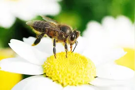 蜂四宝的功效、做法和食用方法，都在此！视频封面