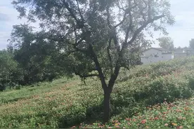 陕西汉中洋县歇后语图片