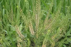 农村俗称的“辣辣菜”是一种什么样的植物图片