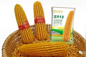 「经久不衰」正大12：一代经典，王者风范图片