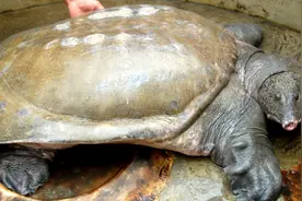 男子花5000元买一只86斤酒店待烹饪大鳖，放生时大鳖出现感人一幕图片