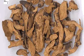 骨碎补，名字即功效，用于肾阳亏虚所致腰痛，耳鸣耳聋，牙痛久泻图片