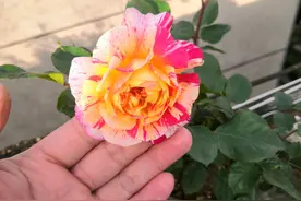 月季花长出来的新芽全部是盲芽怎么回事？光照充足是缺肥吗？图片