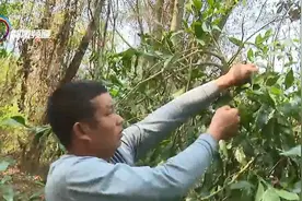 打雷才有的“雷公菜”带你去采摘图片
