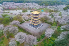 武大的樱花竟然是日本人种植的，现在成为全国最大的赏樱圣地图片