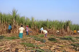 印度女人有多惨？为了每天17块钱，就放弃做女人的权利图片